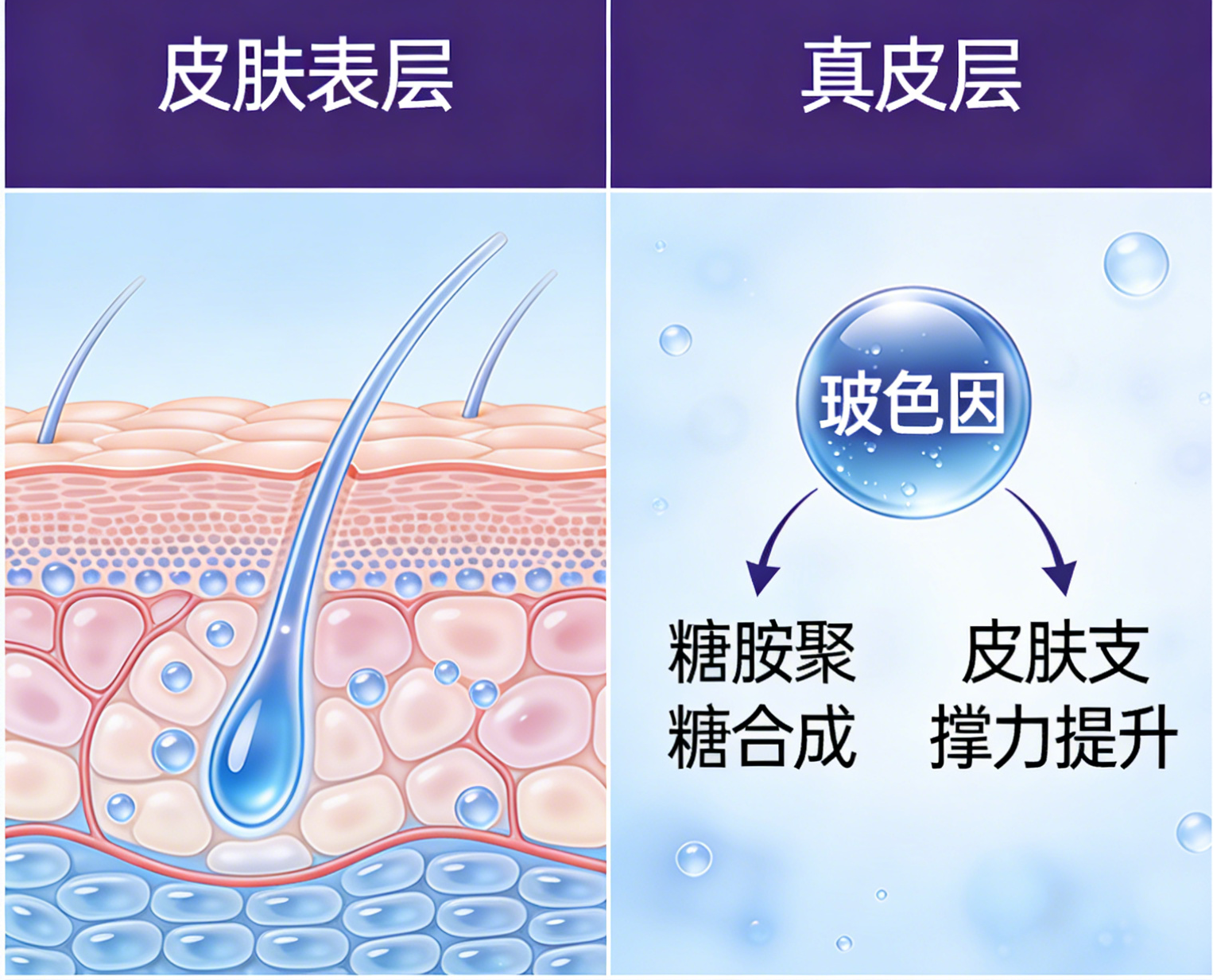 玻色因.png